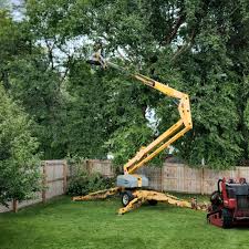 Best Tree Mulching  in Norco, CA