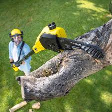 Best Tree Removal  in Norco, CA