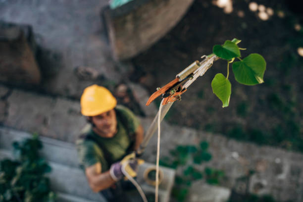 Best Stump Grinding and Removal  in Norco, CA
