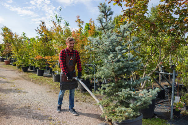 Best Commercial Tree Services  in Norco, CA
