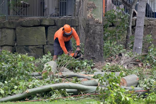 Best Tree Removal  in Norco, CA